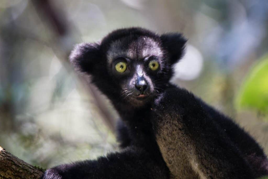 Индри