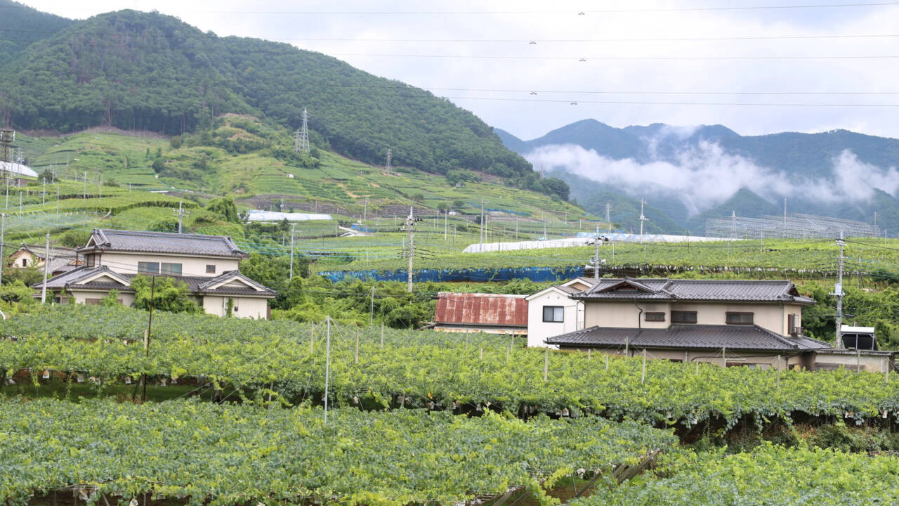 Кошу